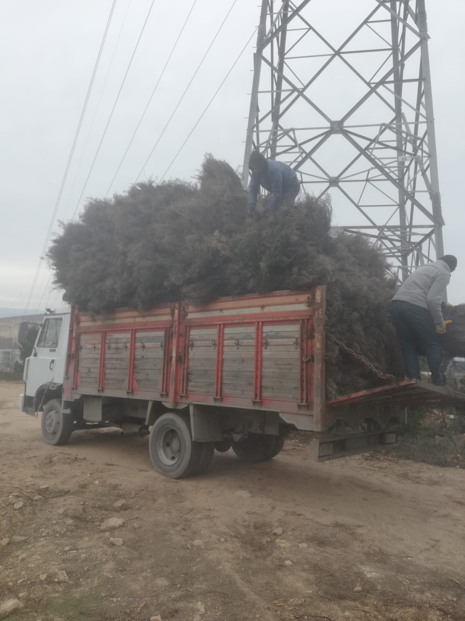 Toptan Çalı Süpürgesi